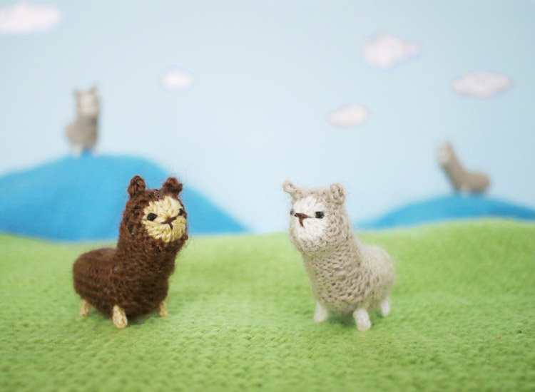 Deze twee alpaca's